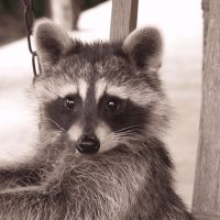 Orlando Wildlife Removal