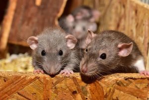 Orlando Wildlife Removal