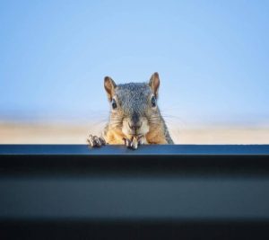 Orlando Rodent