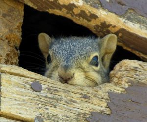 Rodent